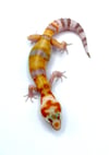 Giant White & Yellow High Contrast Tangerine (Tremper) H-37