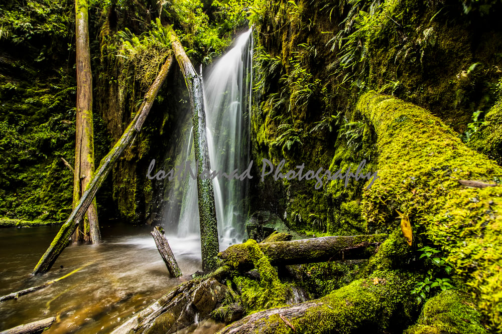 Image of Waterfall Tree