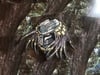 BATTLE DAMAGED PREDATOR