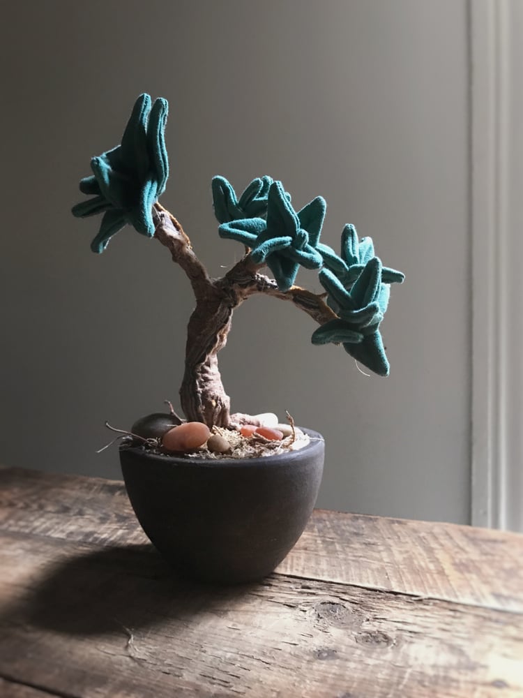 Image of Succulent Bonsai