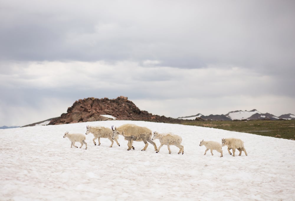 Image of Beartooth Mountain Goats 1 Print