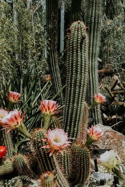 Image of Cactus 2