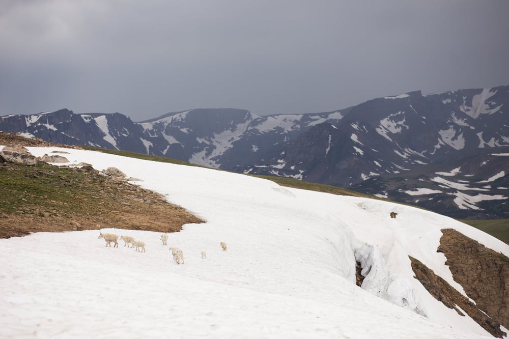 Image of Beartooth Mountain Goats 2