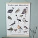 Image of Illustrated Guide to Waders and Shorebird Fine Art A3 Giclée Print