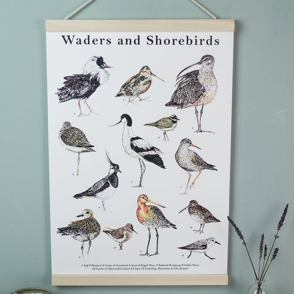 Image of Illustrated Guide to Waders and Shorebird Fine Art A3 Giclée Print