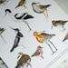 Image of Illustrated Guide to Waders and Shorebird Fine Art A3 Giclée Print