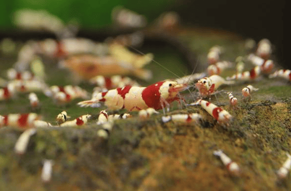 Image of 10 pcs A~S Grade Crystal Shrimp