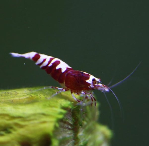 Image of Red Pinto (Zebra /Fishbone/Tiger Pattern)