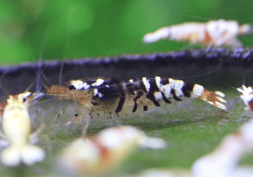 Image of Fancy Tiger Shrimp with Pinto Gene