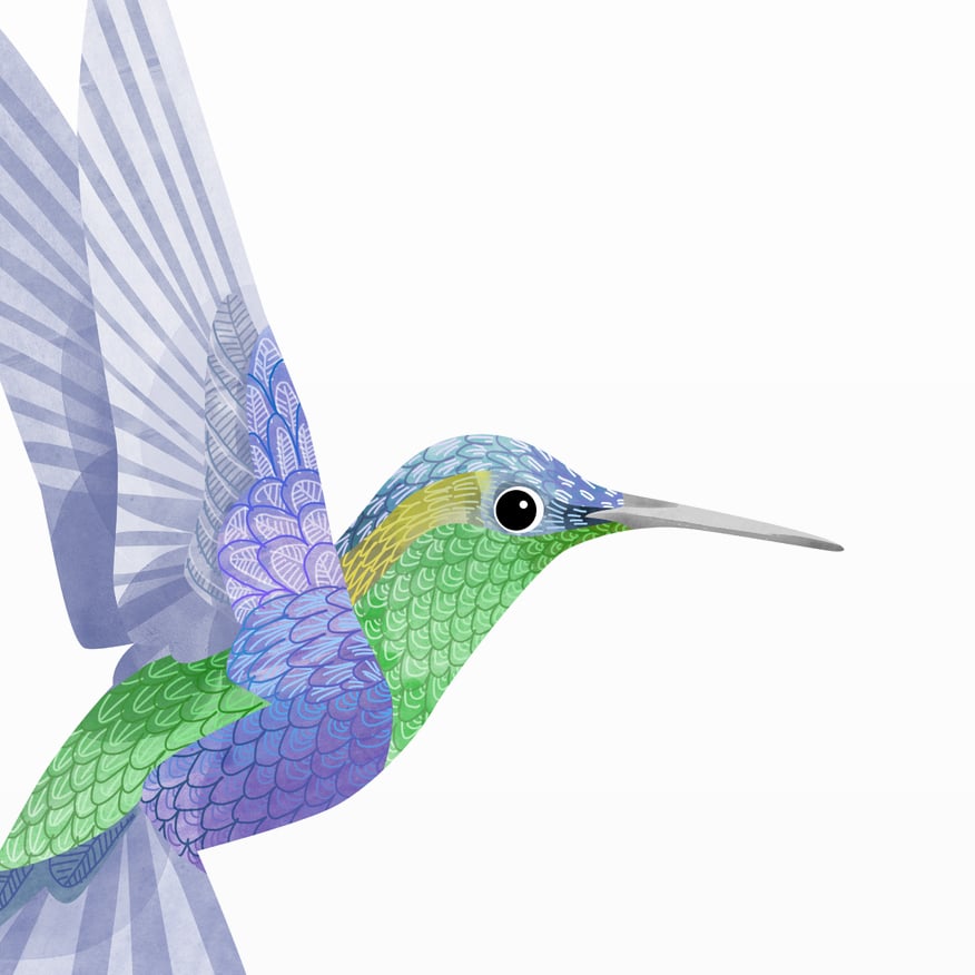Print: Hummingbird II