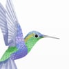 Print: Hummingbird II