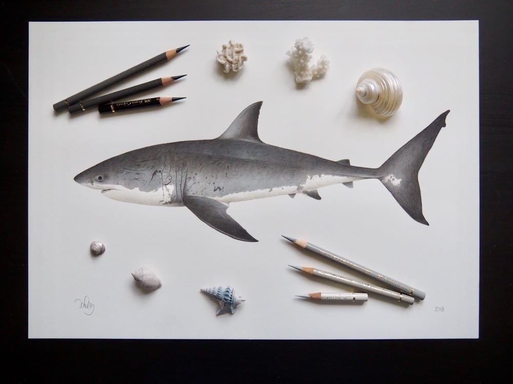 Image of ‘Bella’ the Great White Shark Recycled Paper Fine Art Print A3