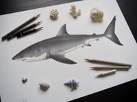 Image 3 of ‘Bella’ the Great White Shark Recycled Paper Fine Art Print A3