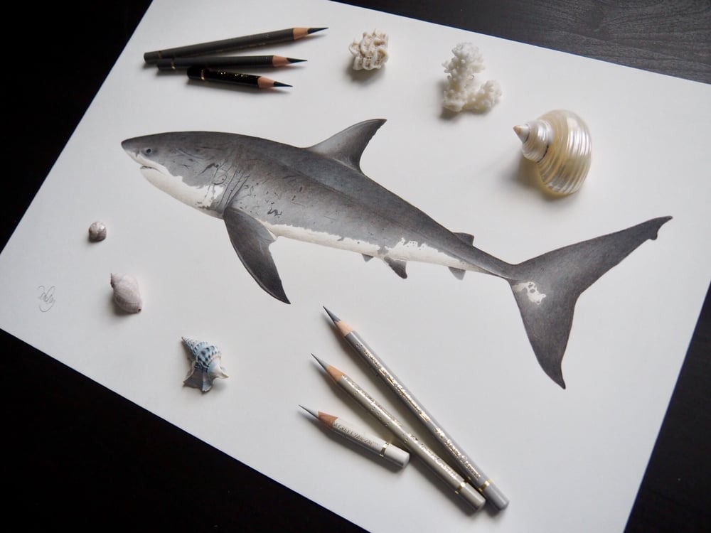 Image of ‘Bella’ the Great White Shark Recycled Paper Fine Art Print A3