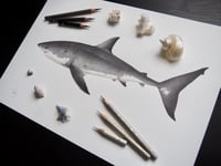Image 5 of ‘Bella’ the Great White Shark Recycled Paper Fine Art Print A3