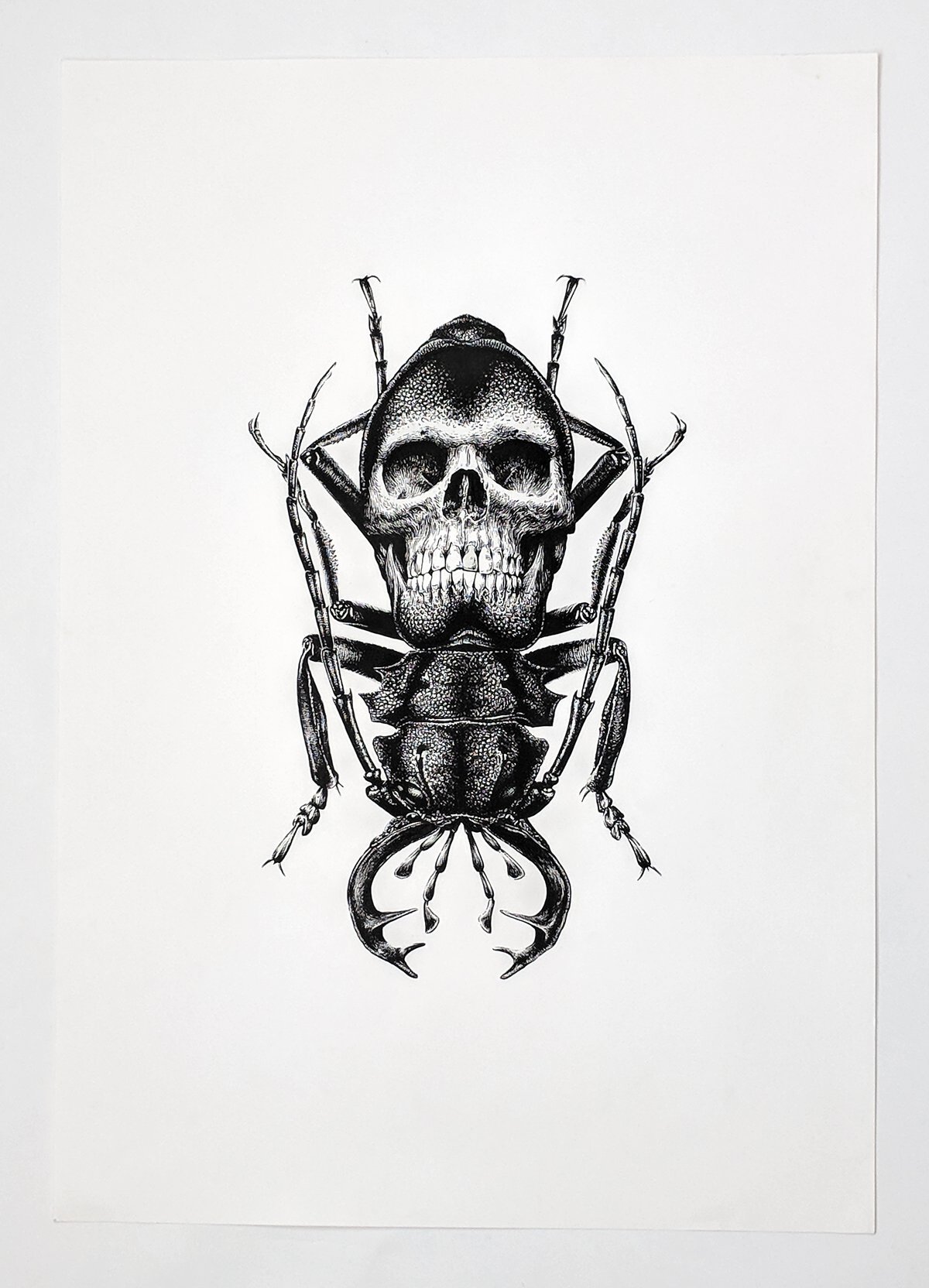 Image of Beetle Skull