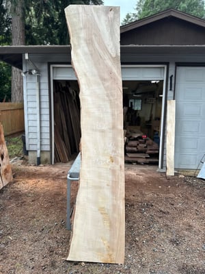 curly silver maple slab 1
