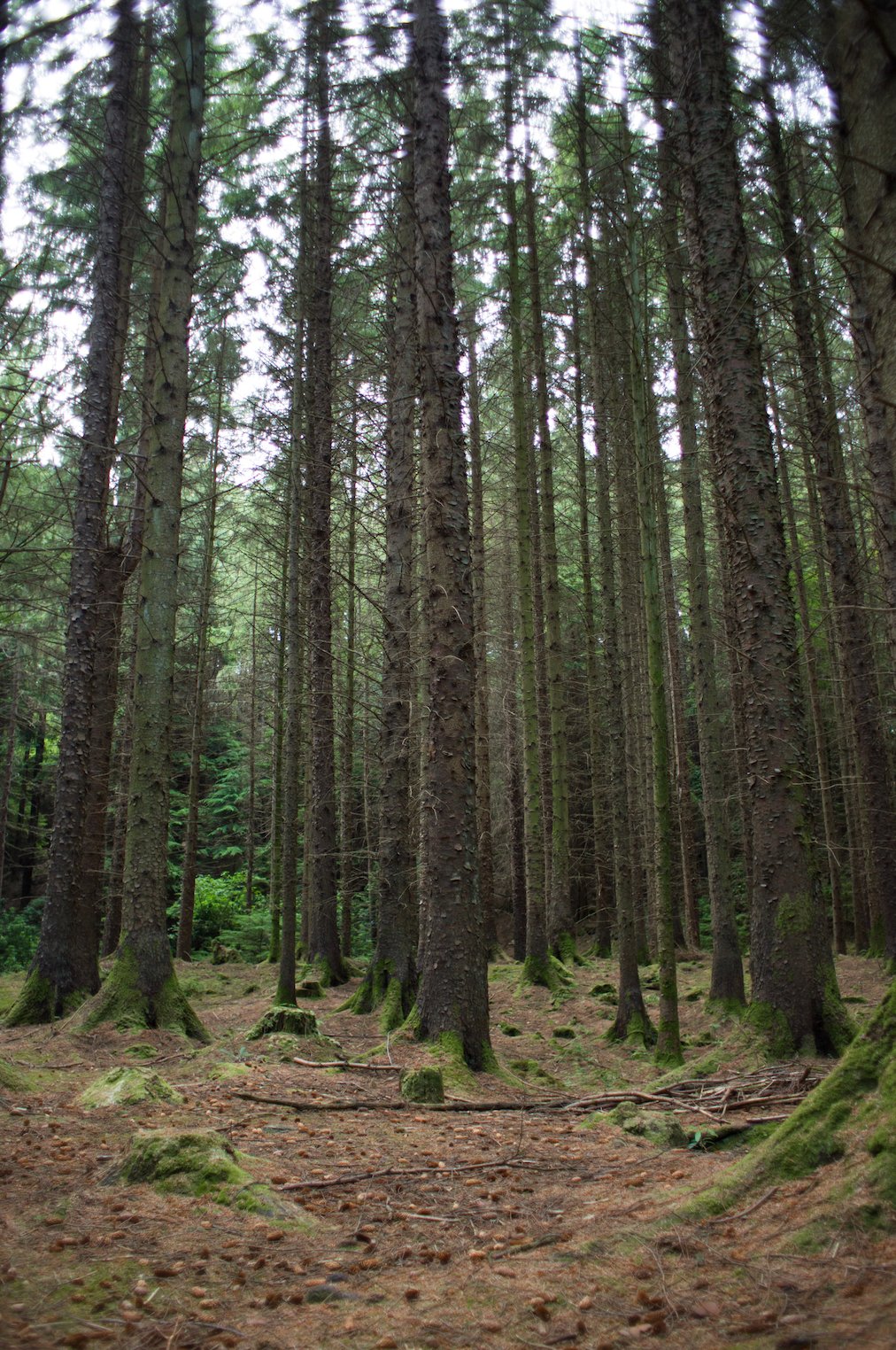 Image of Haunted Forest