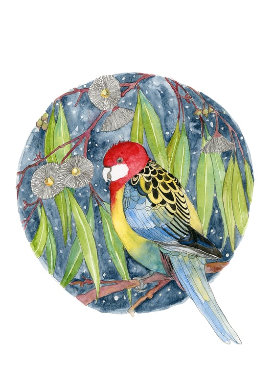 Image of Eastern Rosella - Limited Edition Print