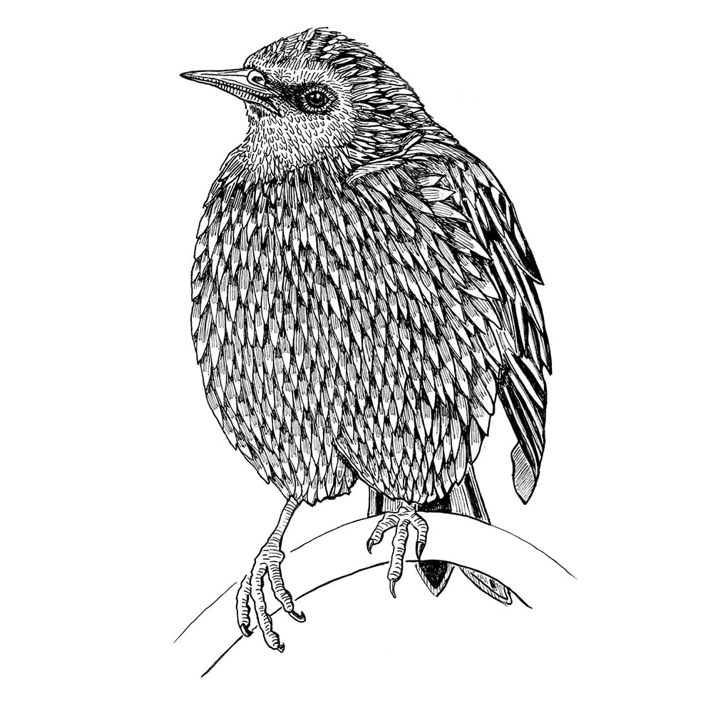 Image of Darling Starling