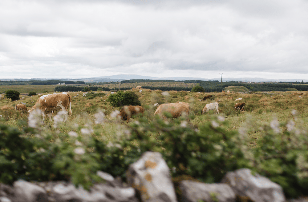 Image of Irish Cows