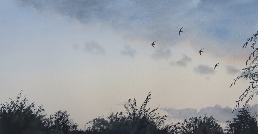Image of 4 Swifts low over the garden at dusk