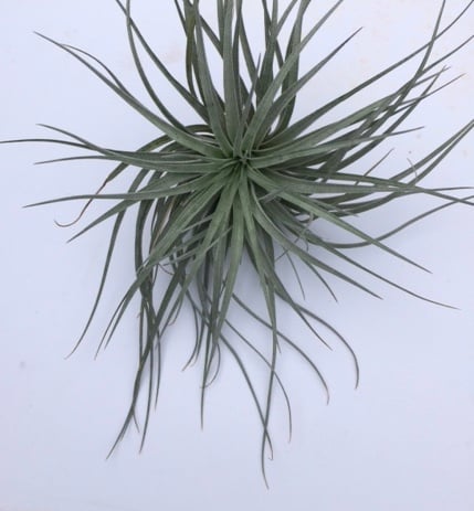 Image of Tillandsia stricta Candy floss