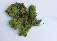 reindeer moss