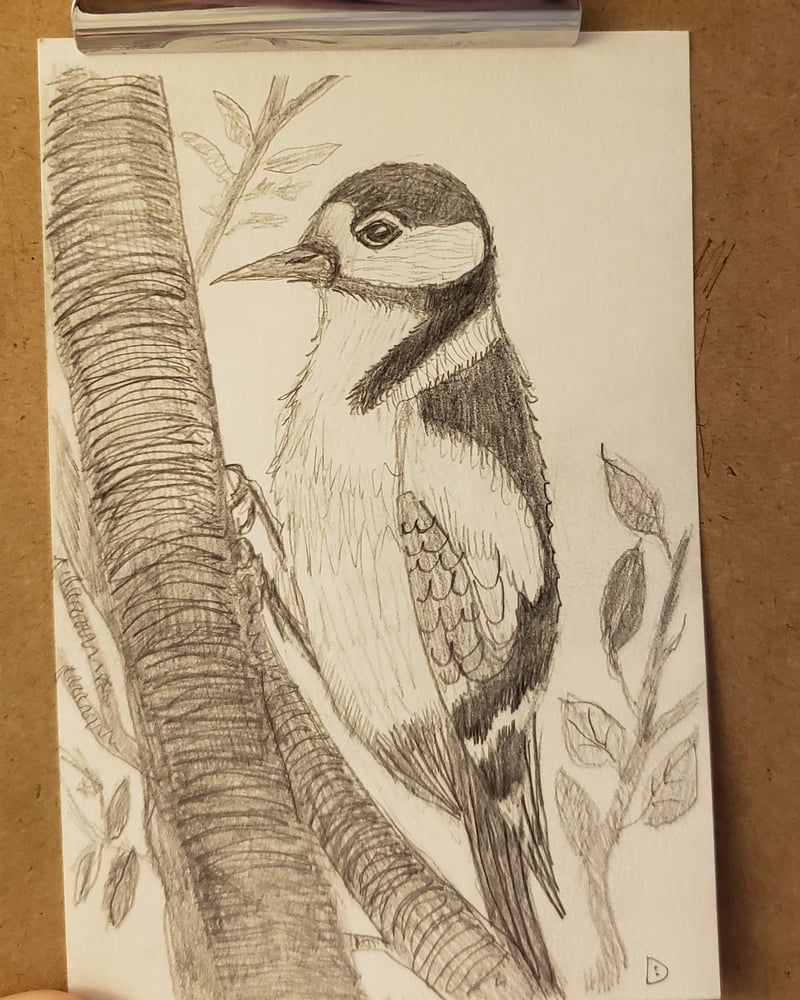 Image of Great Spotted Woodpecker Drawing