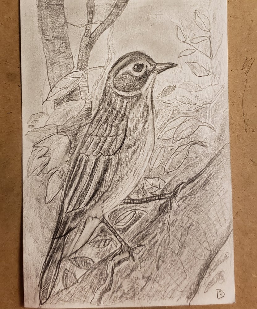Image of American Pipit Drawing