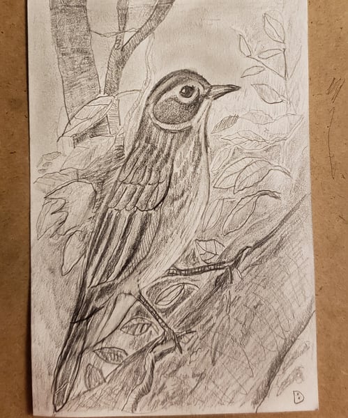 Image of American Pipit Drawing