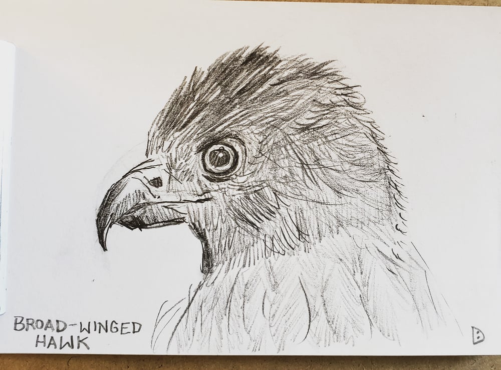 Image of Broad-winged Hawk Drawing