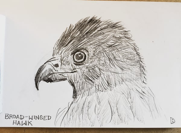 Image of Broad-winged Hawk Drawing