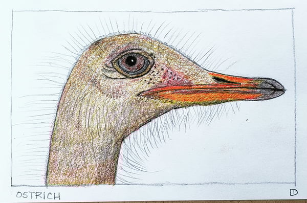 Image of Ostrich Drawing