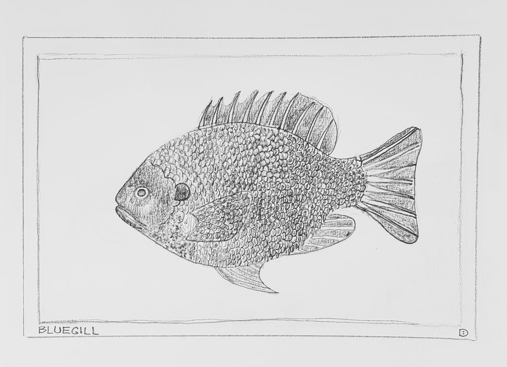Image of Bluegill Drawing