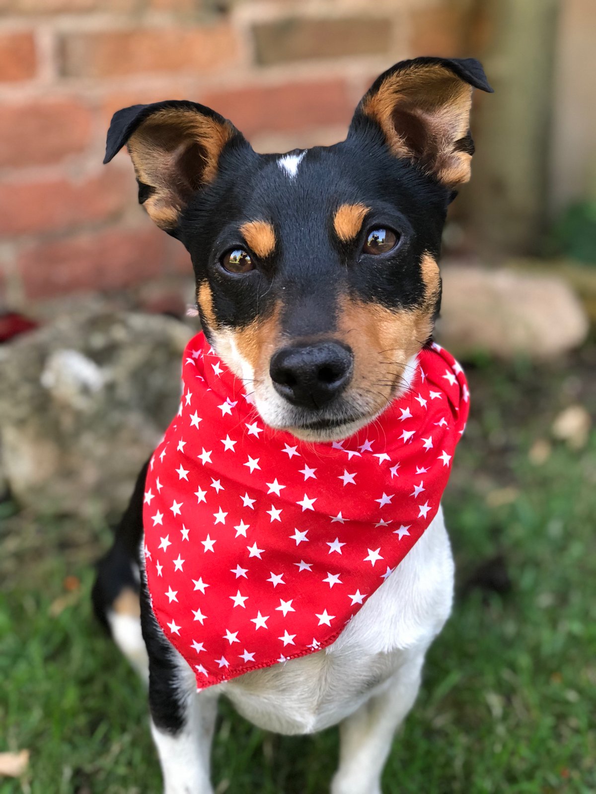 Image of Star Bandana ๐