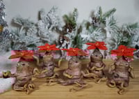 Image 1 of Poinsettia Mandrakes