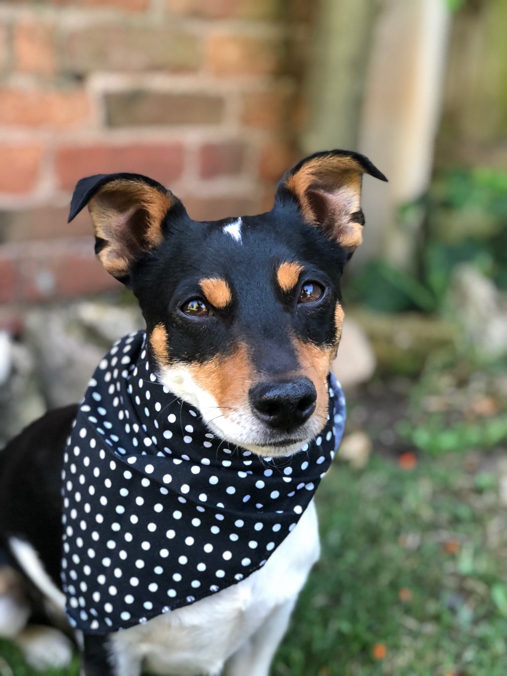 Image of Polka-dot Bandana
