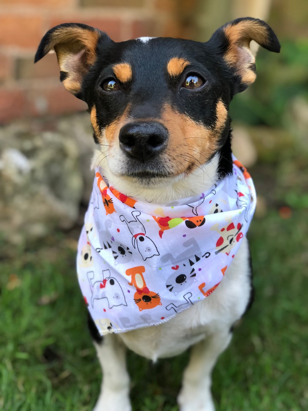 Image of Cartoon Dog and Cat Bandana 🐶🐱
