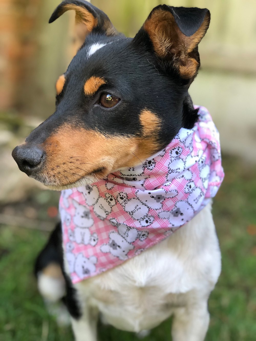 Image of Pink Teddy Bandana🐶💖