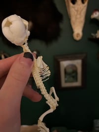 Image 5 of Pathological Daschund Puppy Skeleton