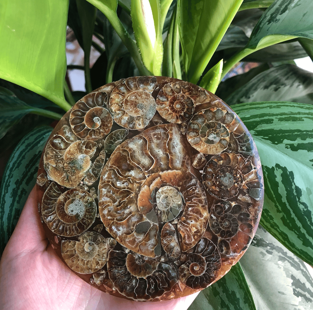 Image of "Sacred Spirals" Ammonite Disc Plate Display Altar Piece