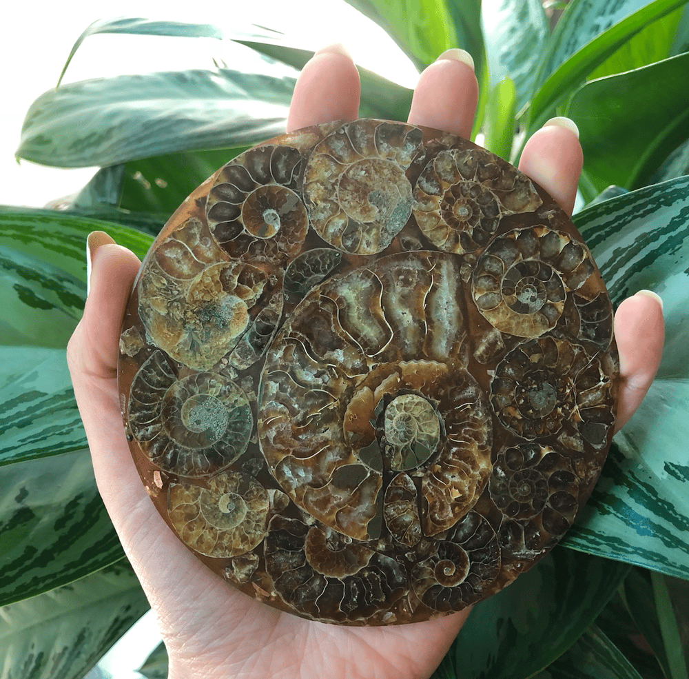 Image of "Sacred Spirals" Ammonite Disc Plate Display Altar Piece