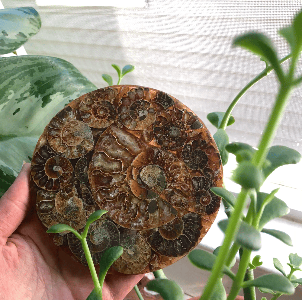 Image of "Sacred Spirals" Ammonite Disc Plate Display Altar Piece