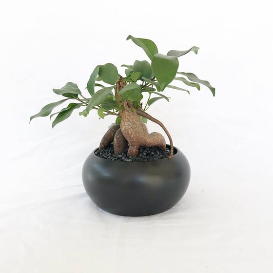Image of Bonsai Bowl