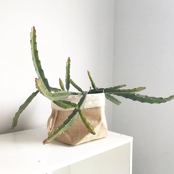 Image of Hanging Rhipsalis # 1