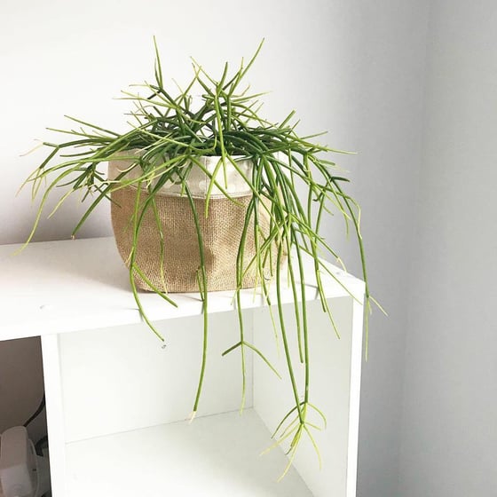 Image of Hanging Rhipsalis #2
