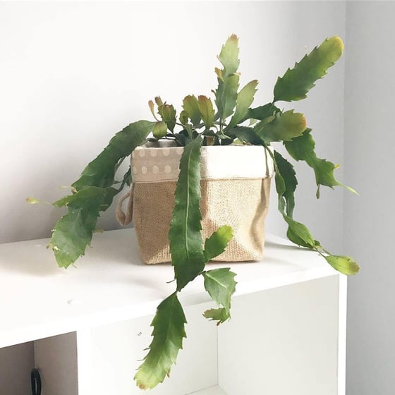 Image of Hanging Rhipsalis #3