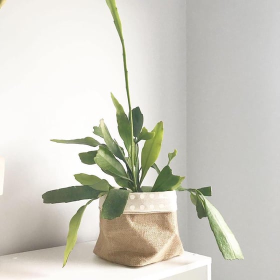 Image of Hanging Rhipsalis #4