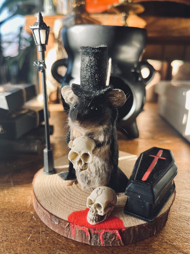 Image of Taxidermy Dracula Mouse 